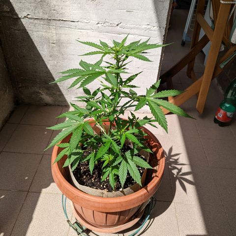 Mary Jane I growlog photo: ORE 11