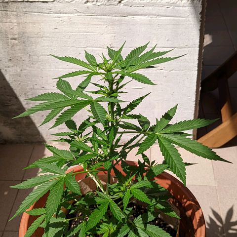 Mary Jane I growlog photo: ORE 11