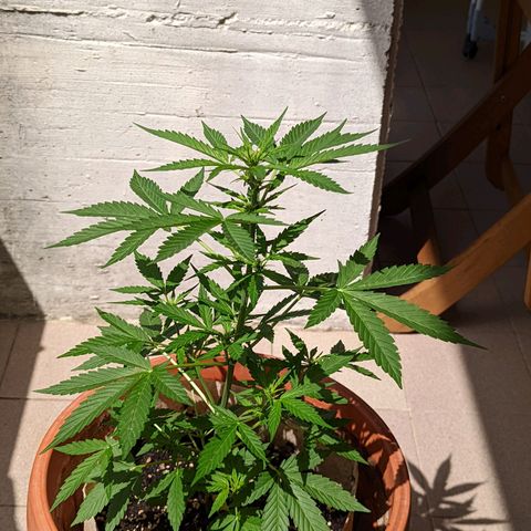 Mary Jane I growlog photo: ORE 11