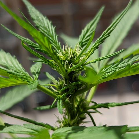 Mary Jane I growlog photo: ORE 10:30