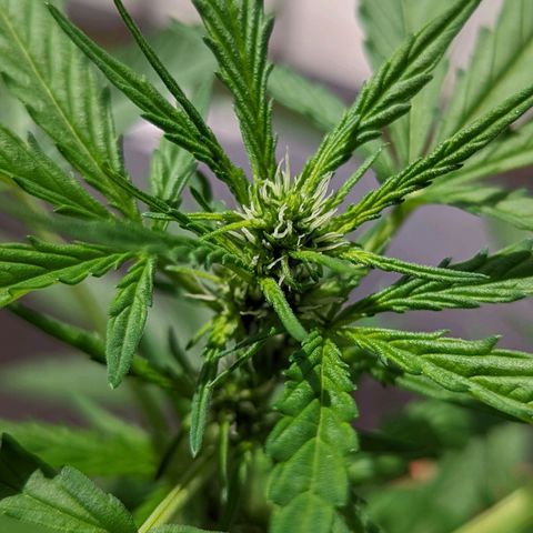 Mary Jane I growlog photo: ORE 10:30
