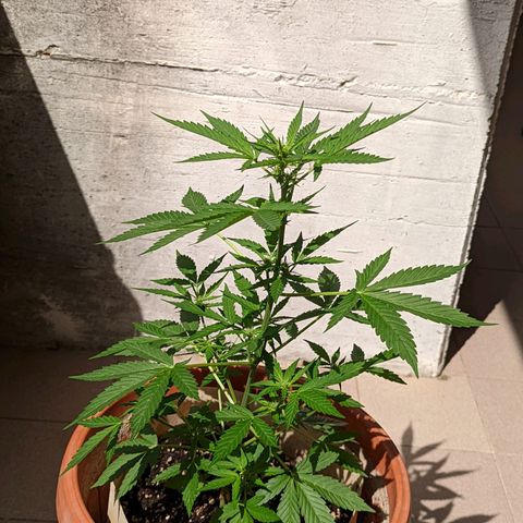 Mary Jane I growlog photo: ORE 10:30