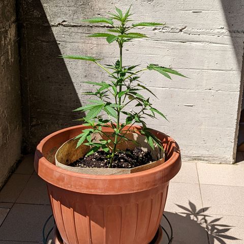 Mary Jane I growlog photo: ORE 11:30