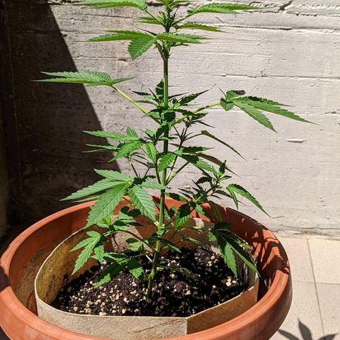 Mary Jane I growlog photo: ORE 11:30