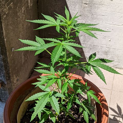 Mary Jane I growlog photo: ORE 11:30
