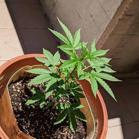 Mary Jane I growlog photo: ORE 13:30