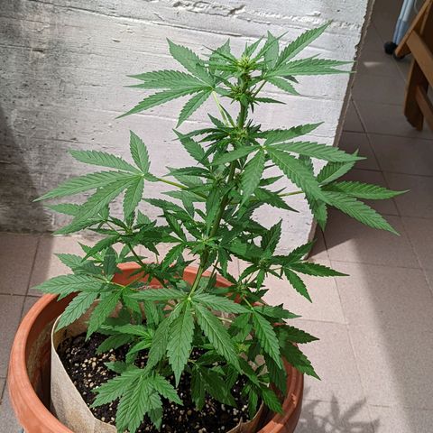 Mary Jane I growlog photo: ORE 11:30