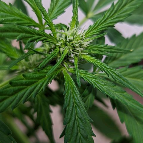 Mary Jane I growlog photo: ORE 11:30