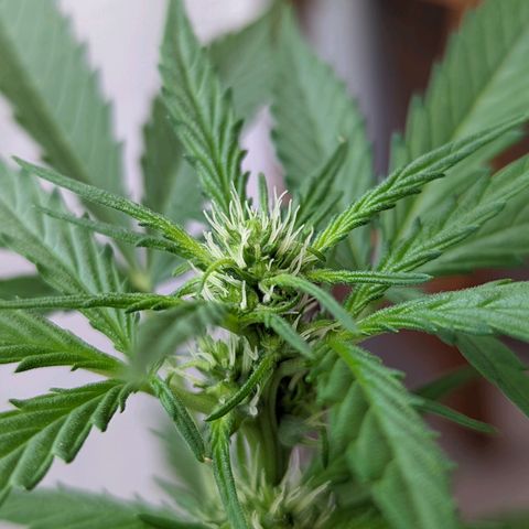 Mary Jane I growlog photo: ORE 11:30