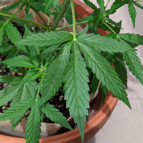 Mary Jane I growlog photo: Foglia mezza morta