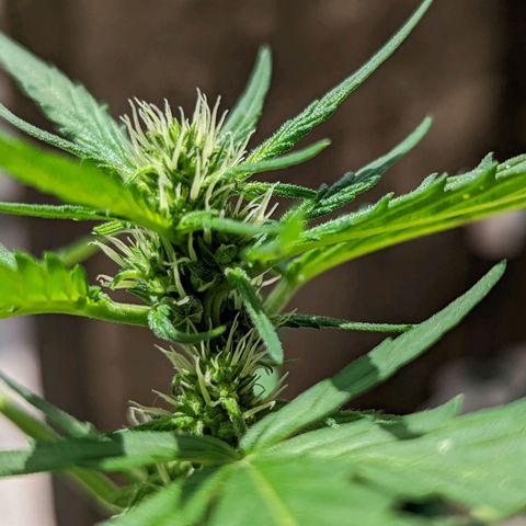 Mary Jane I growlog photo: ORE 11:30