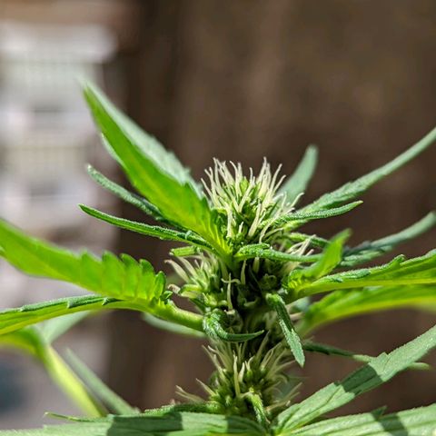 Mary Jane I growlog photo: ORE 11:30