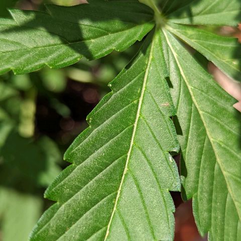Mary Jane I growlog photo: ORE 11:30