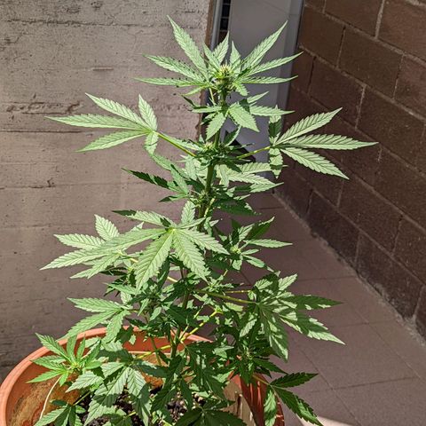 Mary Jane I growlog photo: ORE 14:30