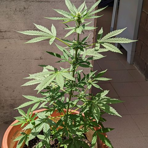 Mary Jane I growlog photo: ORE 14:30