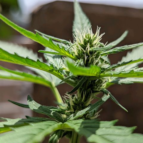 Mary Jane I growlog photo: ORE 12:40