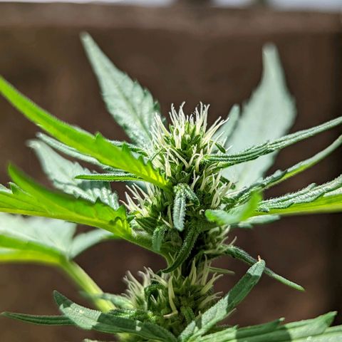 Mary Jane I growlog photo: ORE 12:40