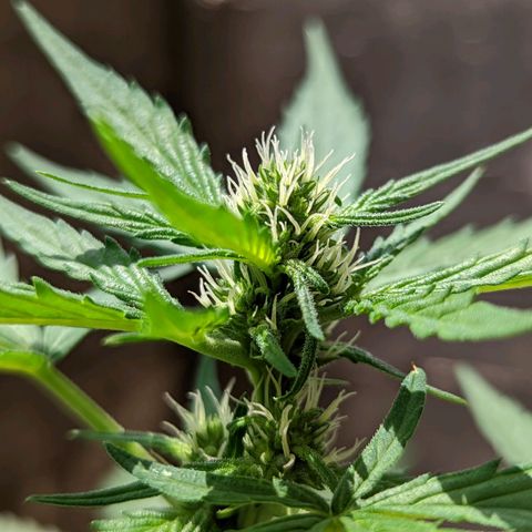 Mary Jane I growlog photo: ORE 12:40