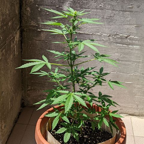 Mary Jane I growlog photo: ORE 12:40