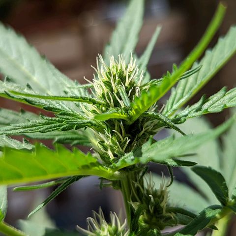 Mary Jane I growlog photo: ORE 10:45