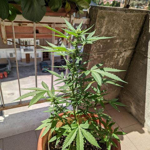 Mary Jane I growlog photo: ORE 10:45
