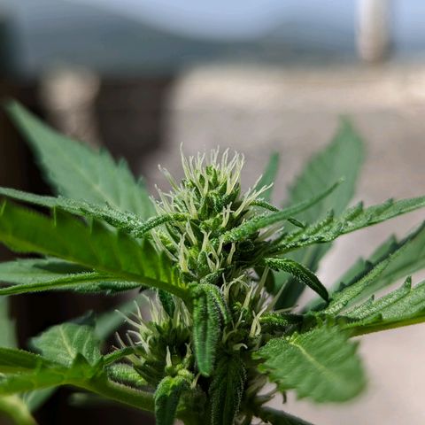 Mary Jane I growlog photo: ORE 10:45
