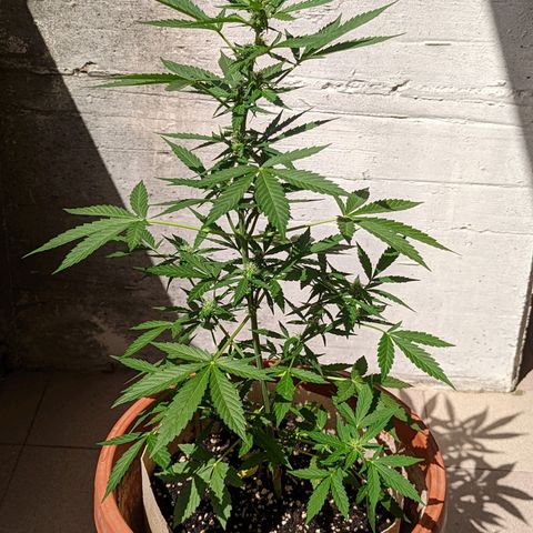Mary Jane I growlog photo: ORE 10:45