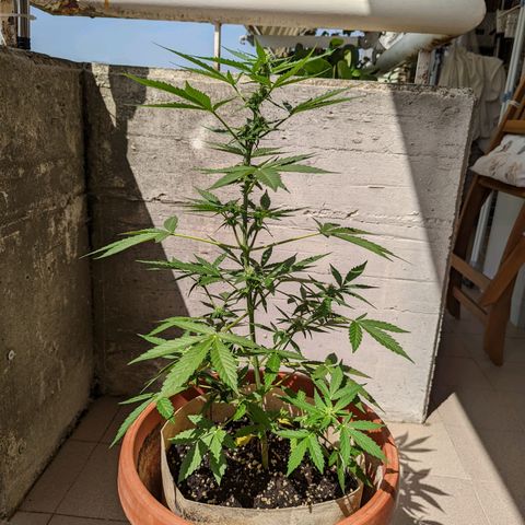 Mary Jane I growlog photo: ORE 10:45