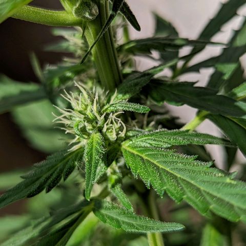 Mary Jane I growlog photo: ORE 10:15