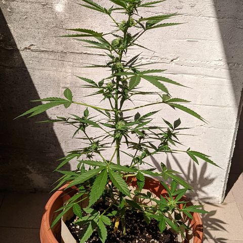 Mary Jane I growlog photo: ORE 10:15