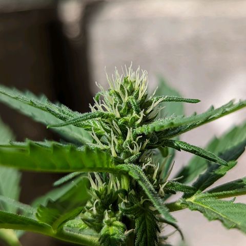 Mary Jane I growlog photo: ORE 10:15