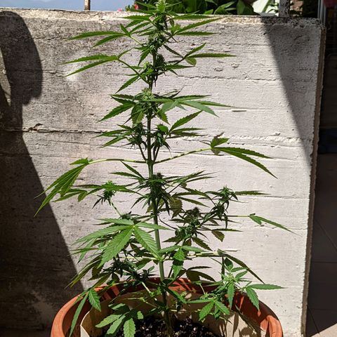 Mary Jane I growlog photo: ORE 11:10