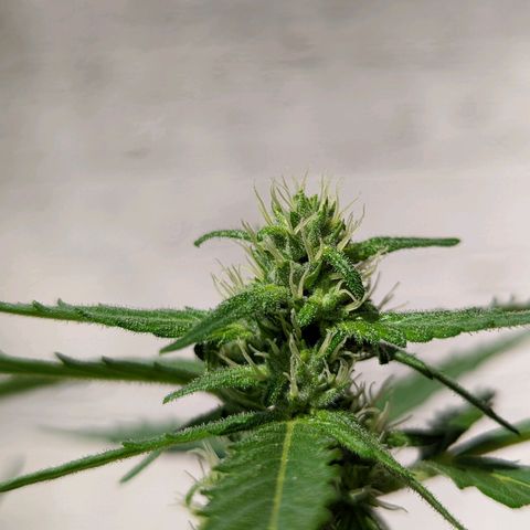 Mary Jane I growlog photo: ORE 11:10
