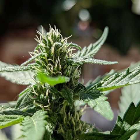 Mary Jane I growlog photo: ORE 10:30