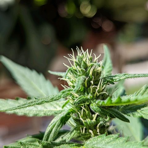 Mary Jane I growlog photo: ORE 10:30