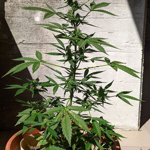 Mary Jane I growlog photo: ORE 10:30