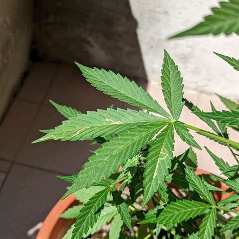 Mary Jane I growlog photo: ORE 10:30
Bruciaturine su una foglia...