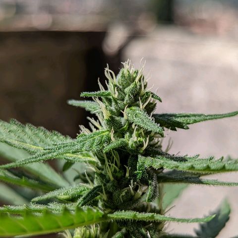 Mary Jane I growlog photo: ORE 10