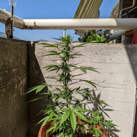 Mary Jane I growlog photo: ORE 10