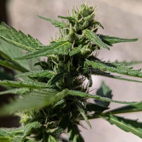 Mary Jane I growlog photo: ORE 10