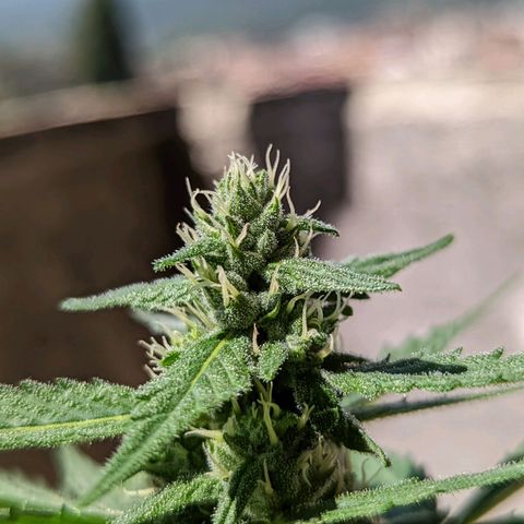 Mary Jane I growlog photo: ORE 11