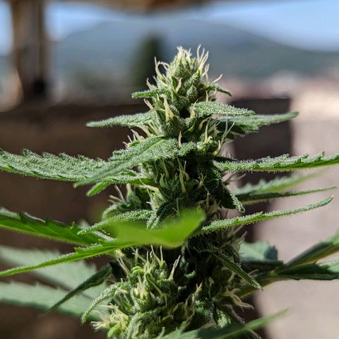 Mary Jane I growlog photo: ORE 11