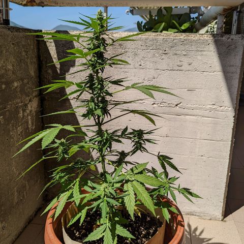 Mary Jane I growlog photo: ORE 11