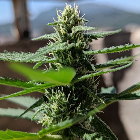 Mary Jane I growlog photo: ORE 11