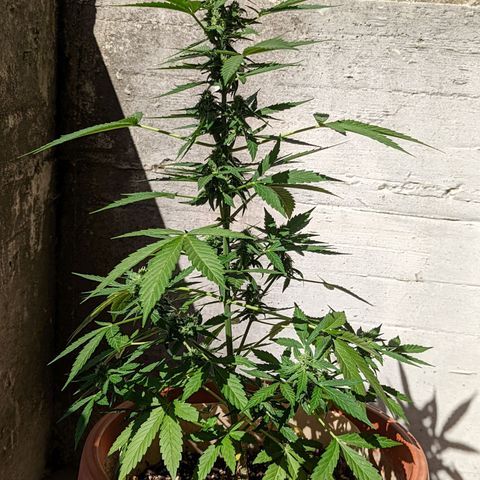 Mary Jane I growlog photo: ORE 10