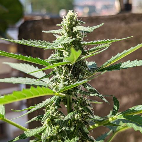 Mary Jane I growlog photo: ORE 10