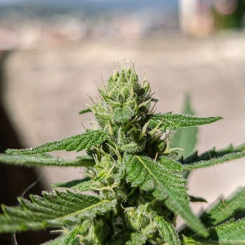 Mary Jane I growlog photo: ORE 10