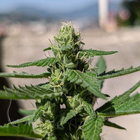 Mary Jane I growlog photo: ORE 10