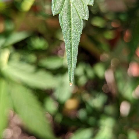 Mary Jane I growlog photo: ORE 10
Bruciaturine sulle punte delle foglie 
