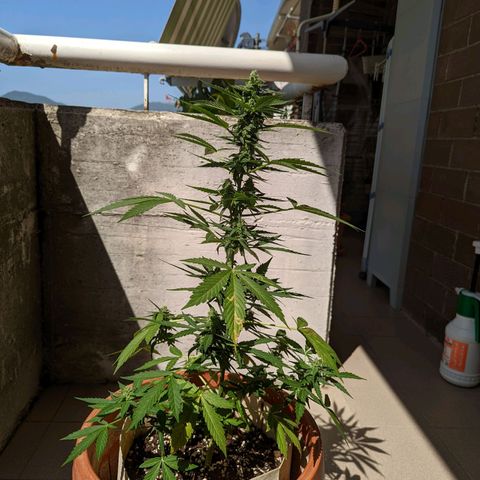 Mary Jane I growlog photo: ORE 10:30